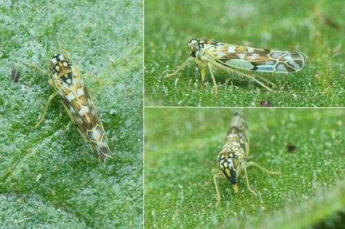Réf. 321 335 : Eupteryx andalusiaca